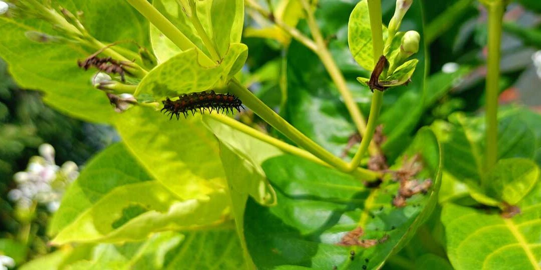 Oak trees are delaying spring to starve caterpillars | ScienceDaily