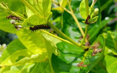 Oak trees are delaying spring to starve caterpillars | ScienceDaily