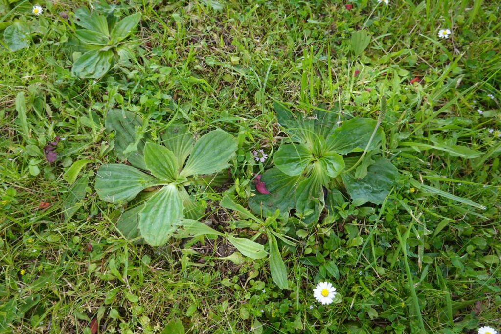 weeds