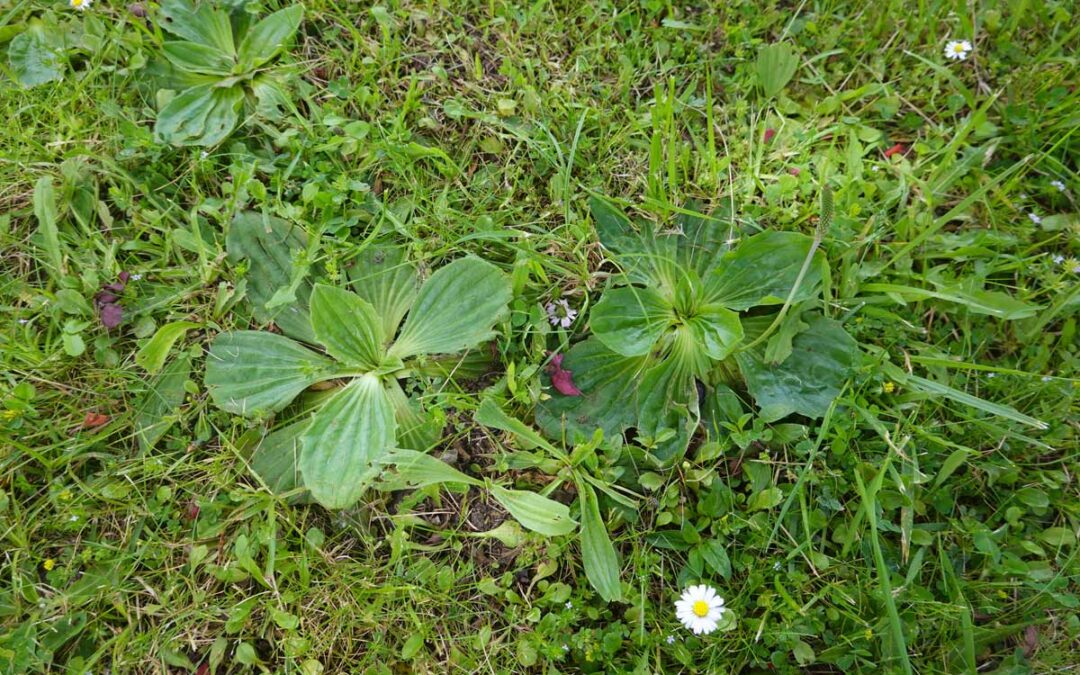 The Lawn Care “Tricks” Homeowners Are Using to Get Rid of Weeds This Spring | Bob Vila