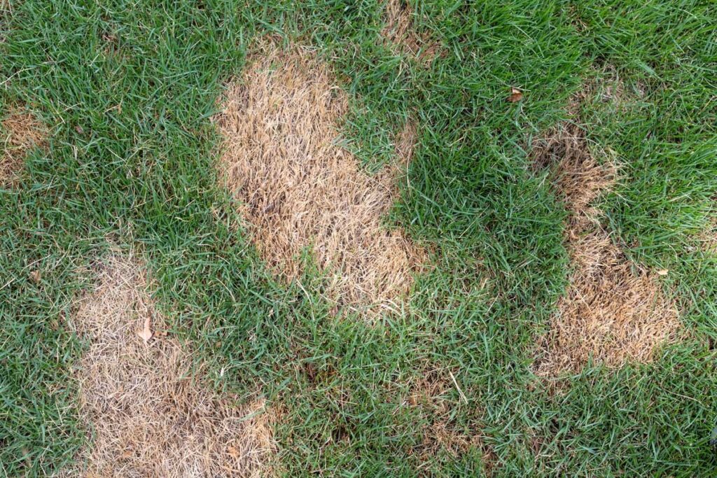 bare spots in a lawn
