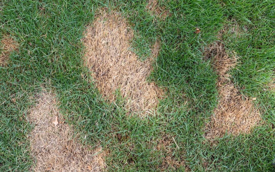 How To Fix Bare Spots In Your Lawn—and Why They Happen in the First Place | Bob Vila