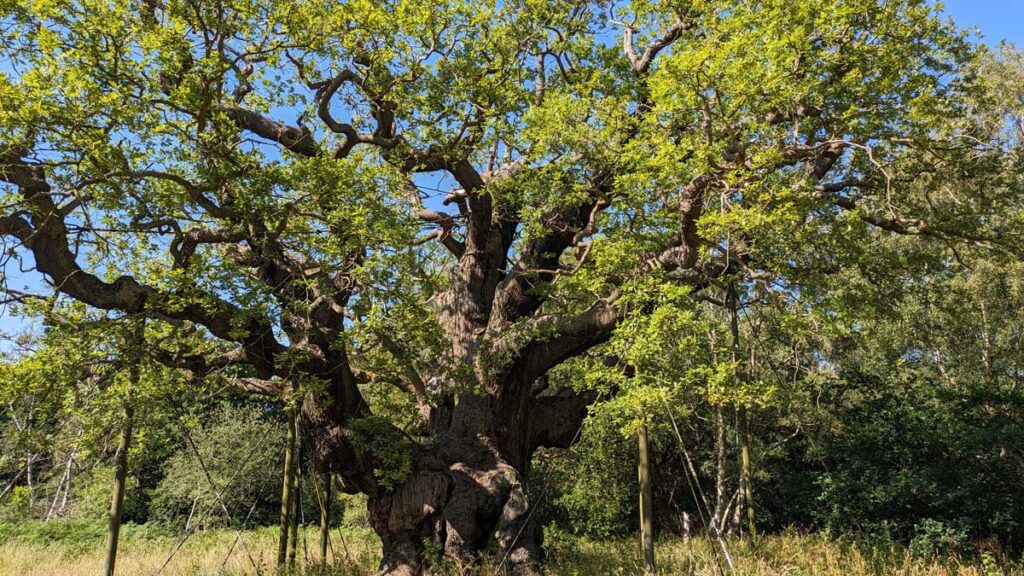 major oak