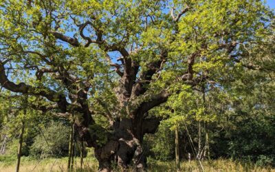 Major Oak: Ancient ‘Robin Hood’ tree is dead, experts say | BBC