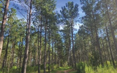 When Trees Talk, Are You Listening? – Turf Magazine