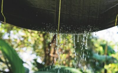 Landscape Trends: Beyond Weed Control – Turf Magazine