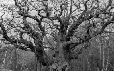 ‘Instant connection to the past’: how the Major oak affected those who saw it | The Guardian