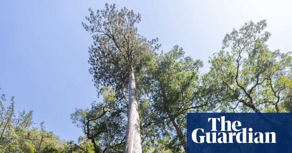 The island’s biggest tree – named Heaven Sword of the Da’an River