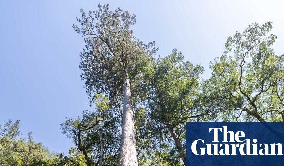 A thousand years old and 20 storeys high: tracking down Taiwan’s tallest trees | The Guardian