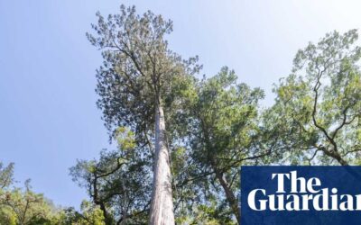 A thousand years old and 20 storeys high: tracking down Taiwan’s tallest trees | The Guardian