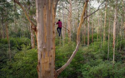 The Majestic ‘Gloucester Tree’ Reopens to Climbers in Australia After 3 Years of Repair | Good News Network