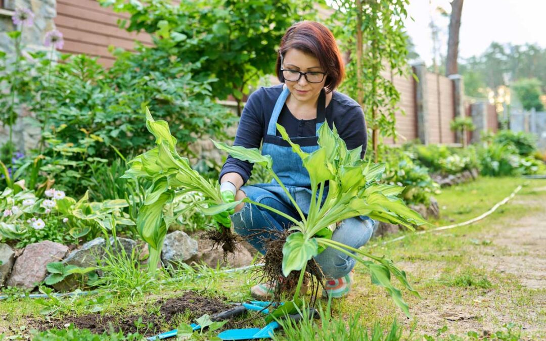 Before You Plant These 6 Garden Favorites, Here’s What Master Gardeners Want You to Know | Bob Vila