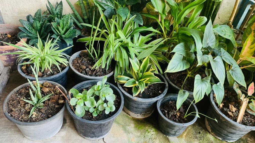 potted plants
