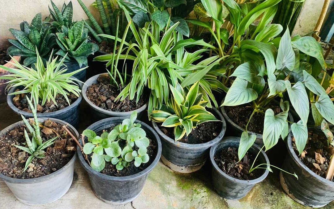 20 Container Plants for Shady Patios, Decks, and Landscapes | Bob Vila