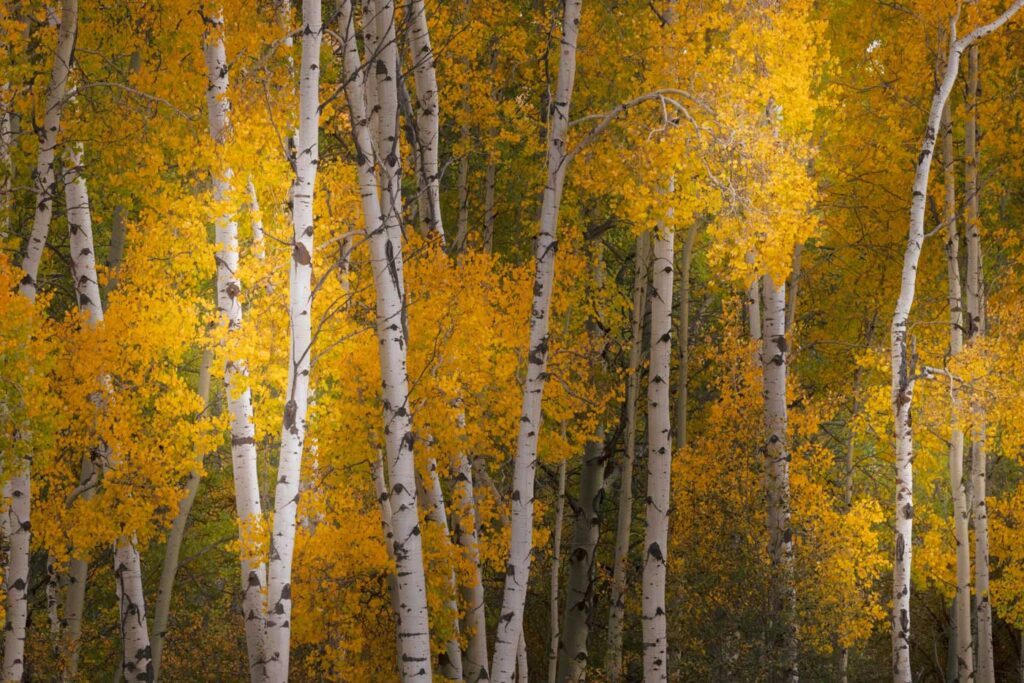golden aspens