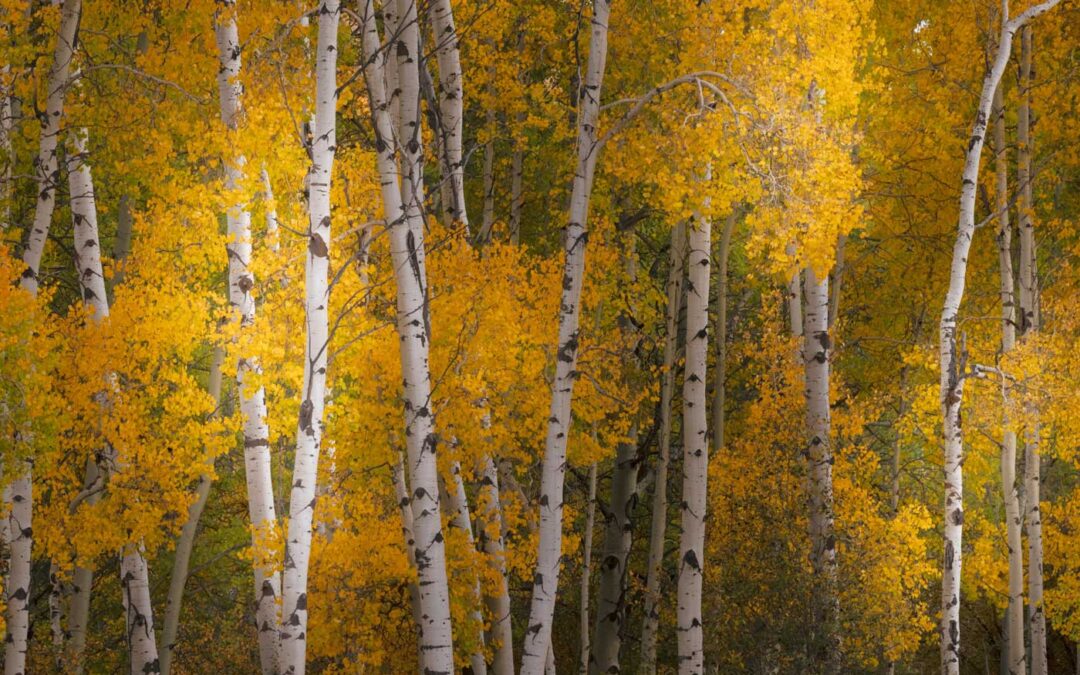 Aspen trees provide a natural buffer against wildfires, even as fire season intensifies, study shows | Live Science