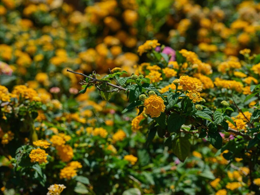 lantana