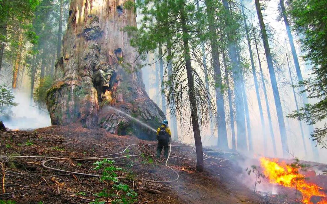 The best way to save giant sequoias may be more fire | ScienceDaily