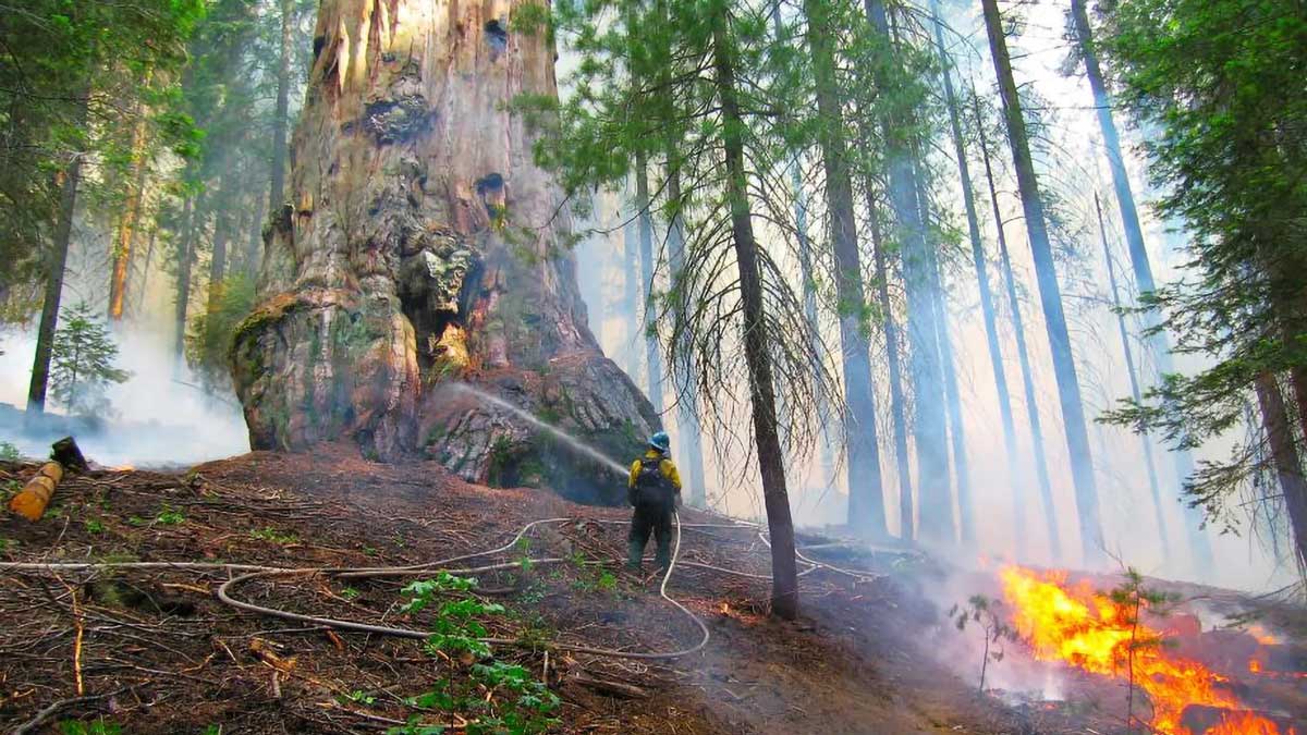 A forester sprays a giant sequoia during a controlled burn in 2009 in Kings Canyon National Park.