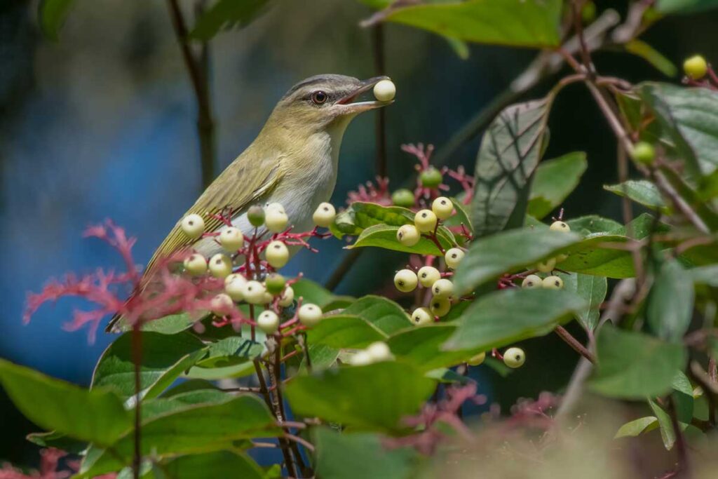 A Red-eyed Vireo is preched on a branch holding white Dogwood berry in its beak just before eating it. Taylor Creek Park, Toronto, Ontario, Canada.A Red-eyed Vireo is preched on a branch holding white Dogwood berry in its beak just before eating it. Taylor Creek Park, Toronto, Ontario, Canada.