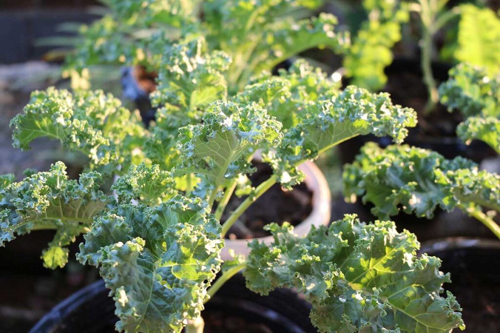 kale plants