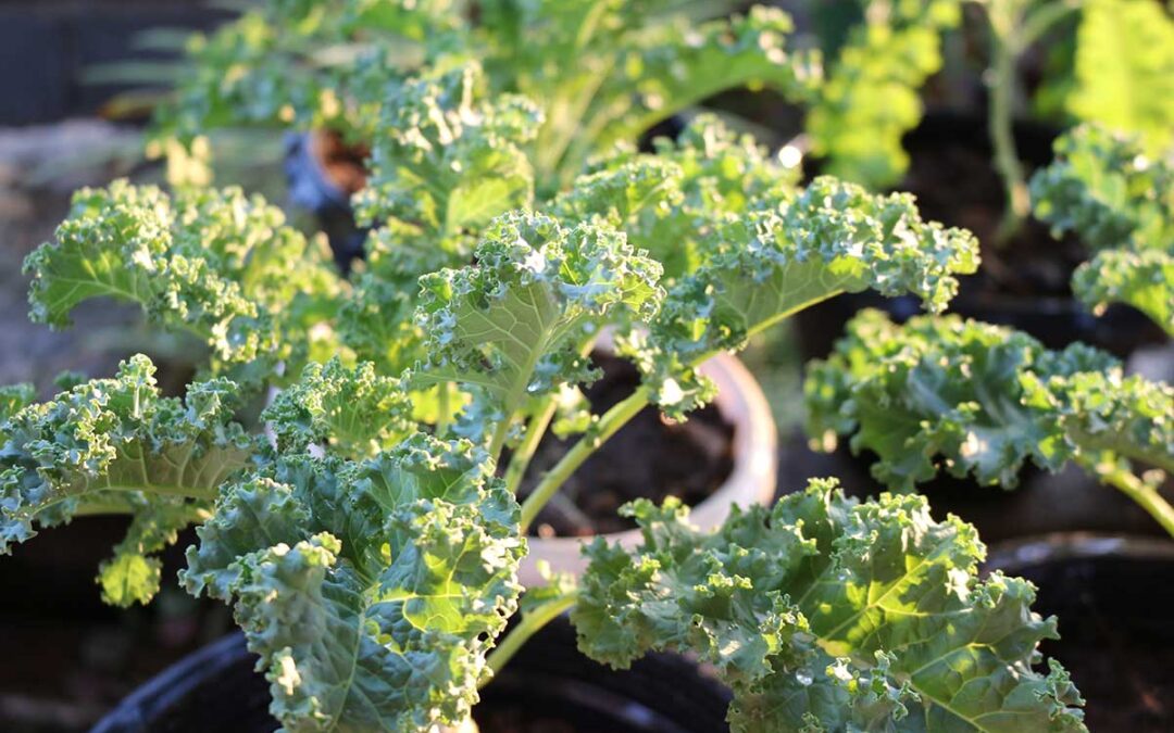 What to Plant in August to Keep Your Garden Growing Through Fall – Bob Vila