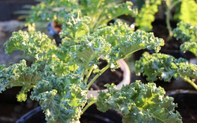 What to Plant in August to Keep Your Garden Growing Through Fall – Bob Vila
