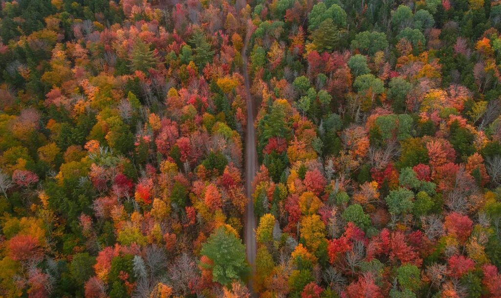 Aerial View Fall Foliage Trees From Drone of Colorful Autumn Forest Road. New England Upstate New York Beautiful Landscape