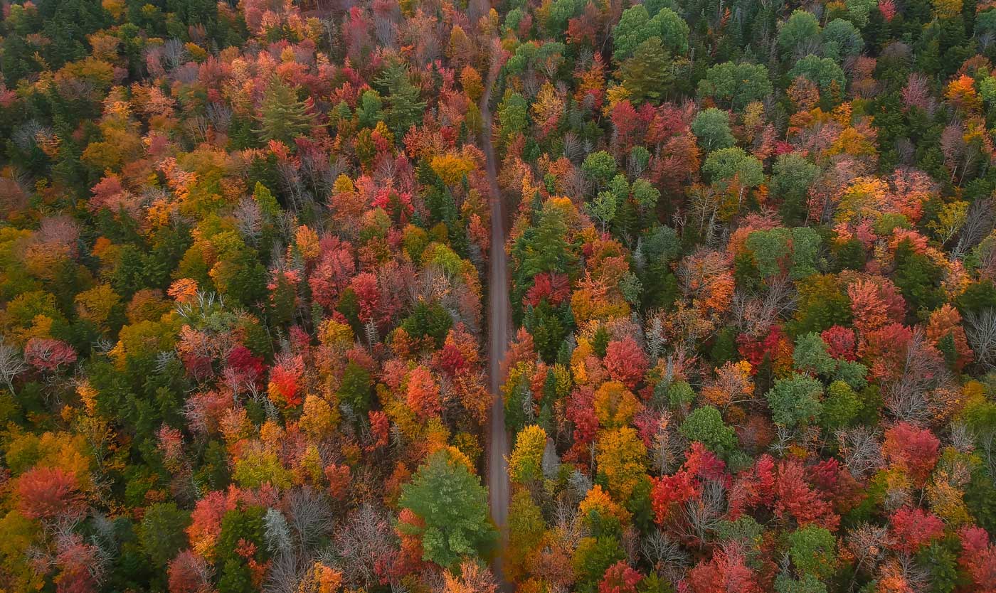 Aerial View Fall Foliage Trees From Drone of Colorful Autumn Forest Road. New England Upstate New York Beautiful Landscape