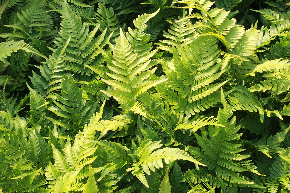 Autumn Fern