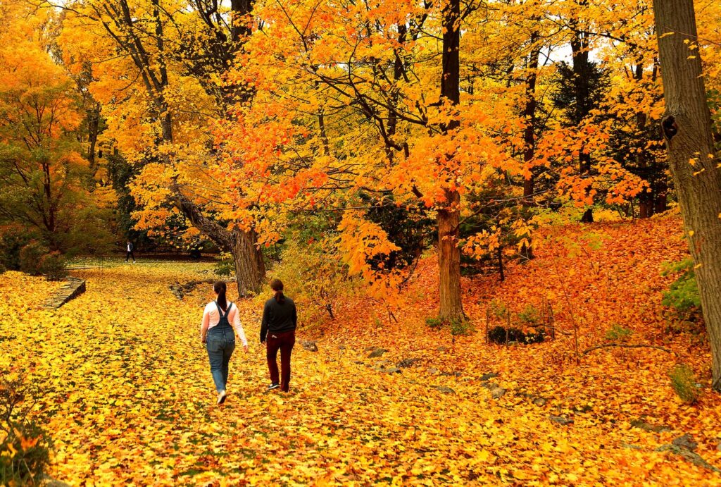 A blanket of leaves covered the ground of the Arnold Arboretum last October