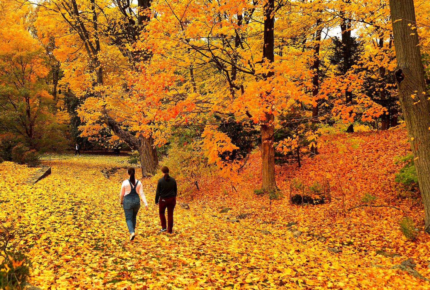 A blanket of leaves covered the ground of the Arnold Arboretum last October