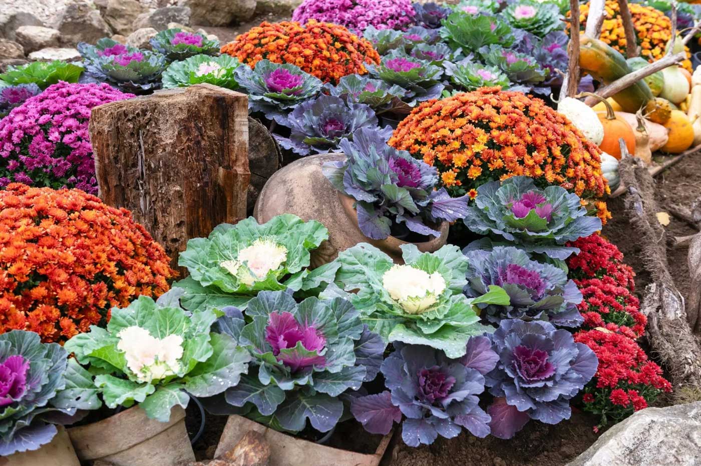 fall garden